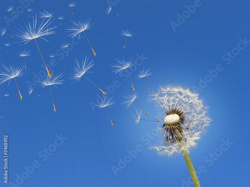 Pusteblume im Wind