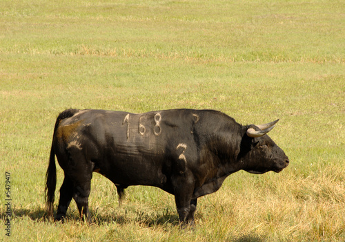 A real black bull of bullfight in field