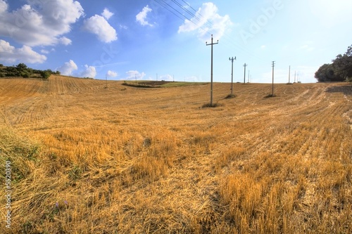 Campo di grano ,con pali della linea elettrica