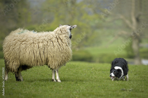 Border Collie Staring at Sheep