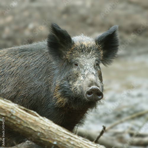 Wild Boar ( Sus scrofa )