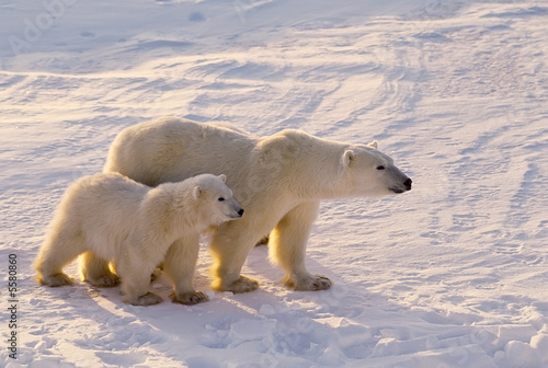 Polar bear with her cub. Canadian Arctic