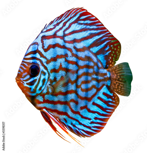kolorowa tropikalna ryba dyskowata