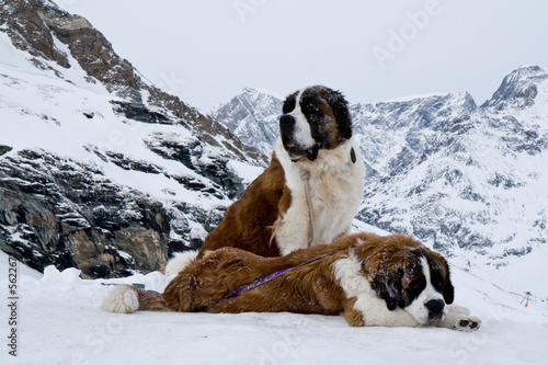 St. Bernardine Dogs, Swiss Alps