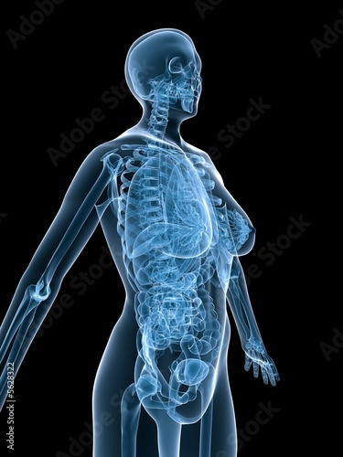 weibliche röntgenaufnahme mit organen