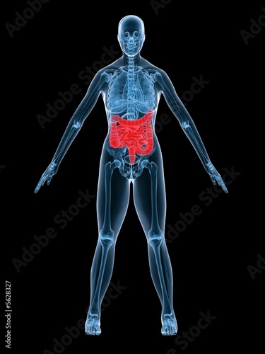 weibliche röntgenaufnahme mit darm