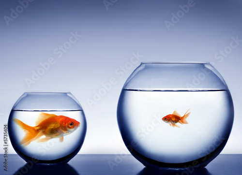 Studio shot of a fish in bowl