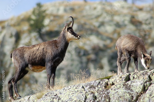 chamois chamoi bébé