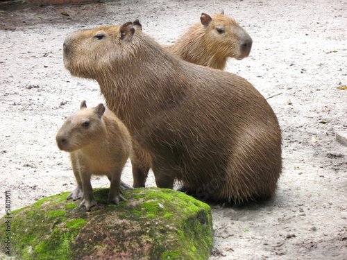 Paca, Agouti paca, Amazonas