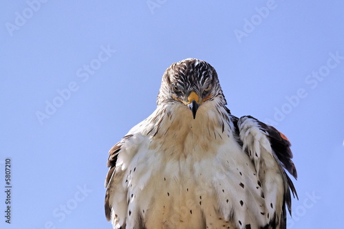 Aigle (accipitridae) au regard dominateur