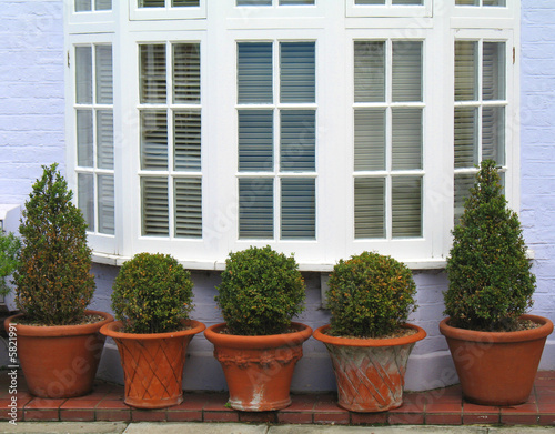 row of potted trees