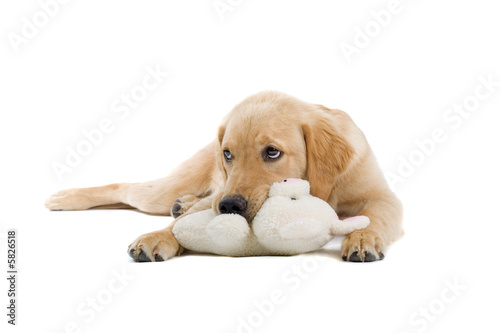 golden retriever puppy with a stuffed toy 