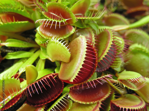 Weird little plants, a crop of Venus Fly Traps.