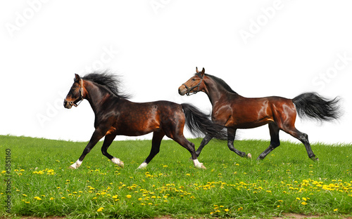 two stallions trot - isolated on white