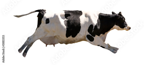 A flying cow isolated on white