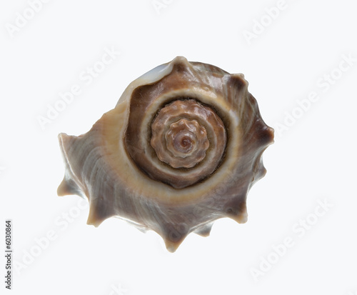 Seashell isolated-frontal on white background