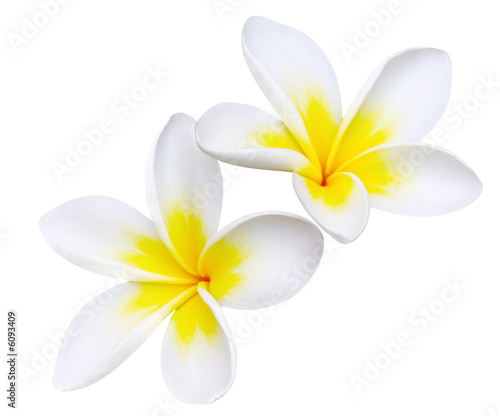 Glorious frangipani or plumeria flowers, with clipping path.