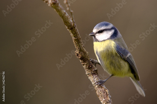 Mésange bleue sur une branche