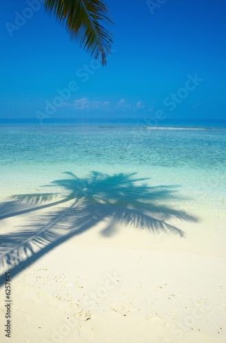 One palmtree on a beach in the Indian Ocean, Maldives
