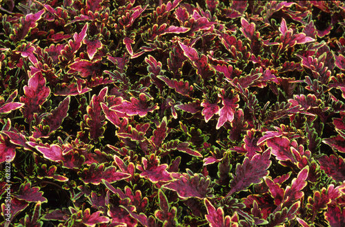 FEUILLAGE COLORÉ DE COLEUS (5)