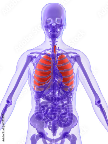 menschliche anatomie mit hervorgehobener lunge