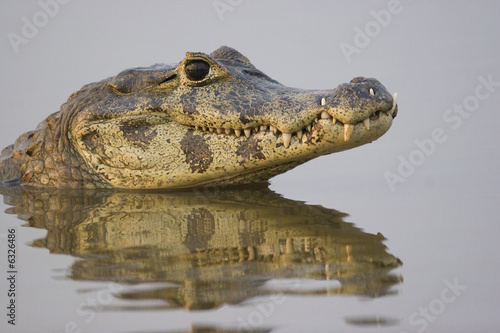 Spectacled caiman (Caiman crocodilus), Pantanal, Brazil