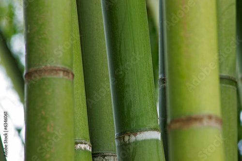 Background of various bamboos in a garden