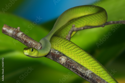 Green mamba with clipping path