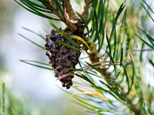 Pine cone hanging on a balsam tree