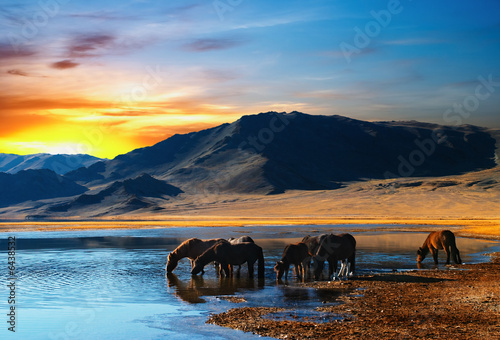 Herd of horses in mongolian wilderness