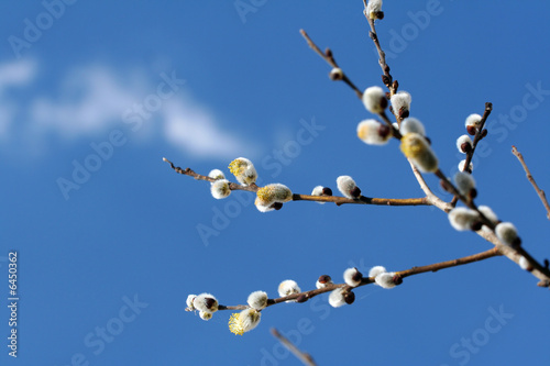 The blooming buds of Salix caprea at spring