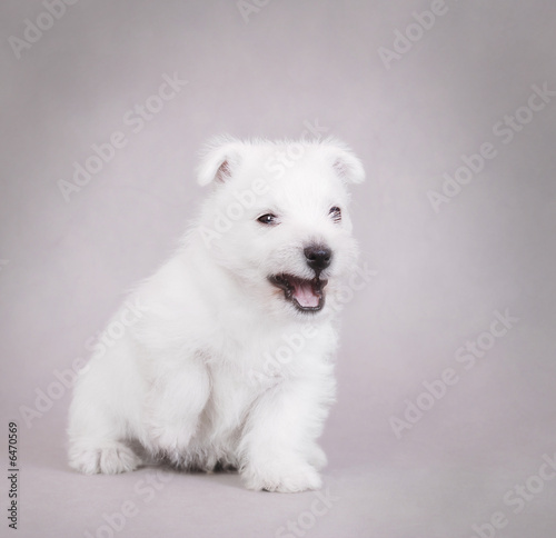 West Highland White Terrier / westie puppy