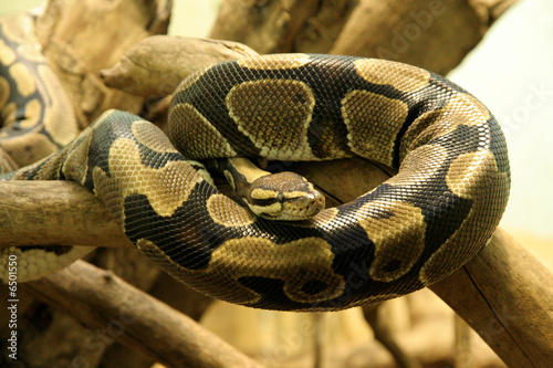 Python