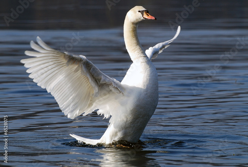 flotter sur l'eau