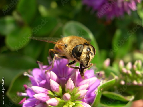 abeille occupée à sa toilette