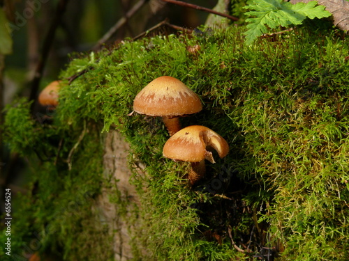 agaric honey on the moss-grown stump