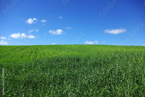 Field of green wheat with blue sky and some clouds.
