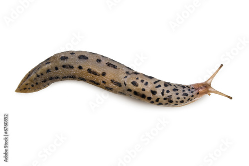 Leopard Slug