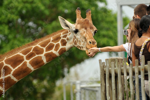 Feeding the Giraffe