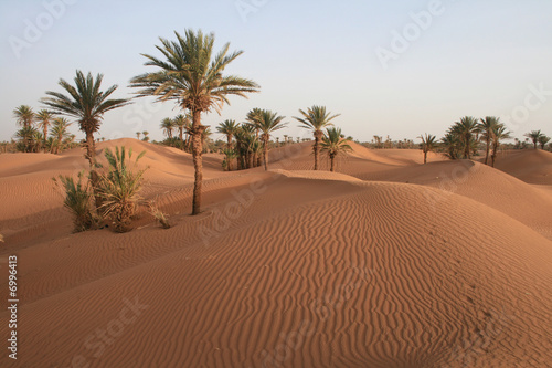 Palmiers dans le Sahara marocain