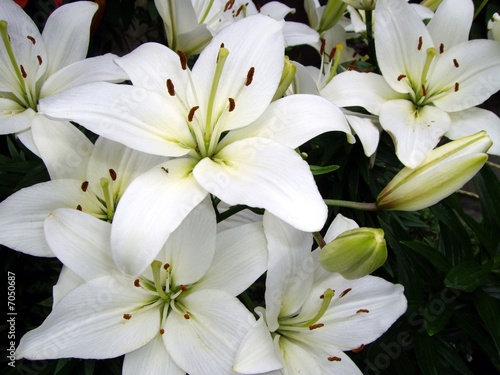 Valle D'Aosta: Fiori bianchi a Fort du Bard