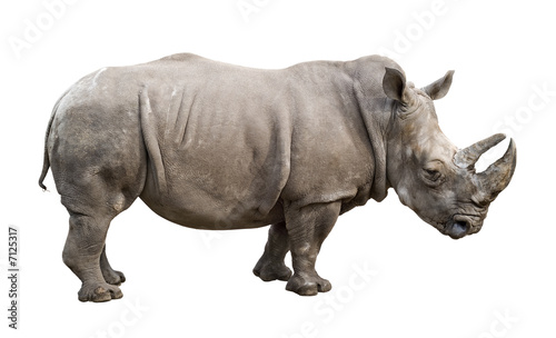 White rhino old male cutout