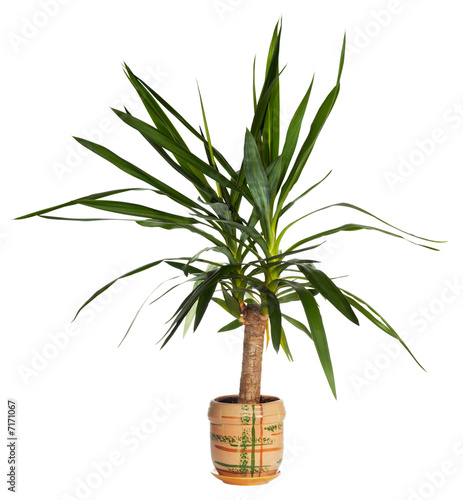 House palm (yucca)