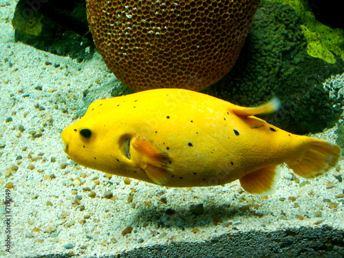 Peixe Amarelo