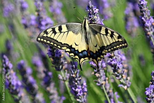 papillon butinant