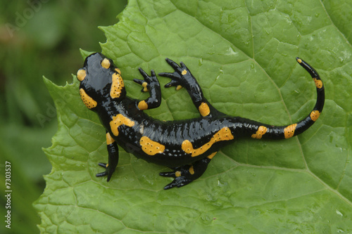 Salamander lizard on a leaf