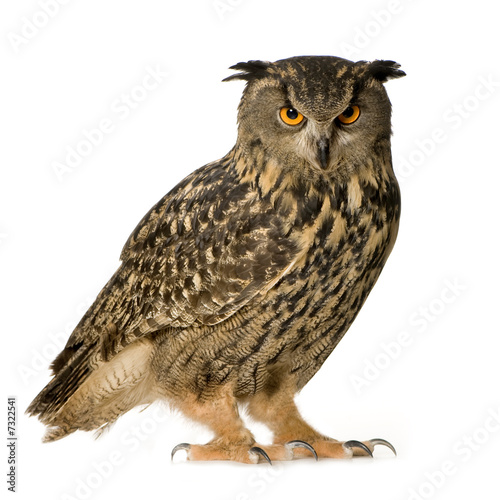 Eurasian Eagle Owl - Bubo bubo (22 months)