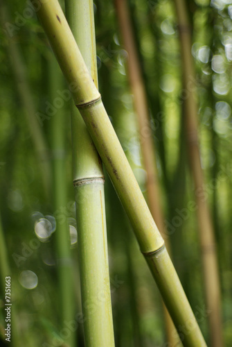 Green bamboos