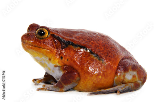 Tomato frog (Dyscophus Antongilii)