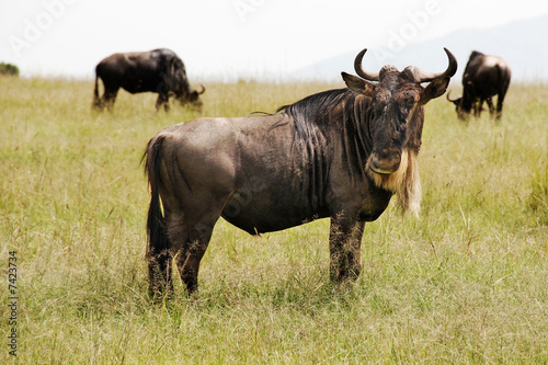 Gnu looking back